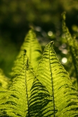 Fern Fern