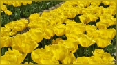 yellow tulip yellow tulip