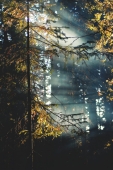Smoky Rays