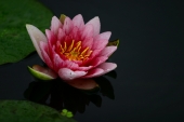 hana1