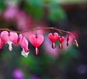 hearts hearts