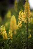 Snapdragon