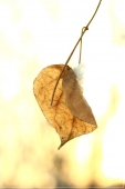 природа