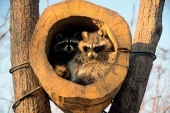 Скворцы Скворцы