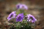 Scabiosa Scabiosa