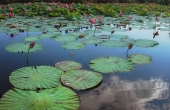 один день из жизни Nelumbo komarovii (10)