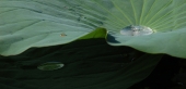 один день из жизни Nelumbo komarovii (6)