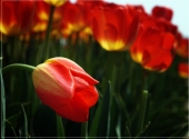 tulip tulip