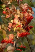 Калина красная Калина красная