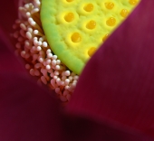 один день из жизни Nelumbo komarovii (2) один день из жизни Nelumbo komarovii (2)