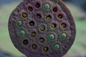 один день из жизни Nelumbo komarovii (7)