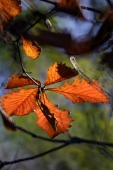 October