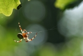 The rope-walker
