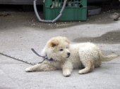 колобок колобок