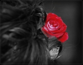 rose