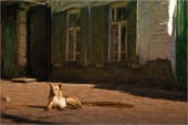 дружок