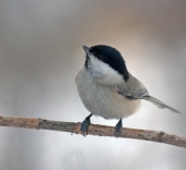 Синица гаичка Parus montanus Синица гаичка Parus montanus