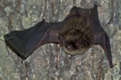 The bat The bat