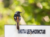 Экскурсовод