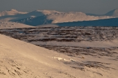 Заполярные зарисовки