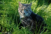 -кот-