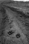 По следам Красной шапочки По следам Красной шапочки