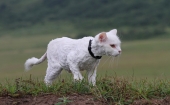 Кото-лев Маака Дальневосточный