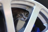 Cat Brakes
