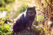 кот