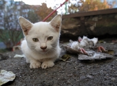 А на обед мама купила голубя... А на обед мама купила голубя...