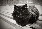Черное на белом Белое на черном