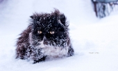 кот