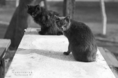 Дуэт-котэ