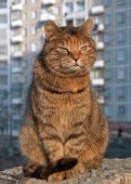 Хозяин двора Хозяин двора