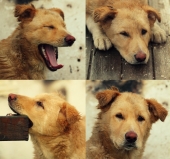 Тим)