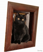 Кот Кот