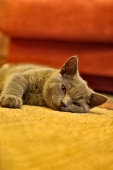кот яща кот яща