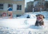 ..дуралей ..дуралей