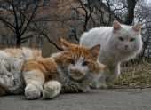Он и она Он и она
