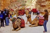 Camels from Petra Camels from Petra