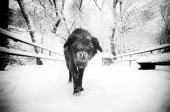 жил был пёс