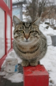 внимательный кот внимательный кот