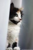 очередной котэ.... очередной котэ....