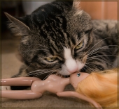 Strong cat's love Strong cat's love