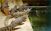 Croco-sss