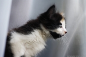 молодой Котэ )) молодой Котэ ))