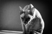 The Cat