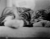 котэ котэ