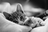 котейко котейко
