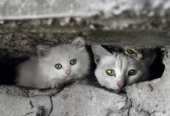 У мамы-кошки опять крошки:) У мамы-кошки опять крошки:)
